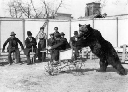 Circo Sidoli - Orso spinge carrozzina